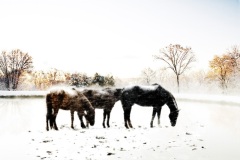 3 Horse Winter