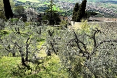 Affaccio - Camucia